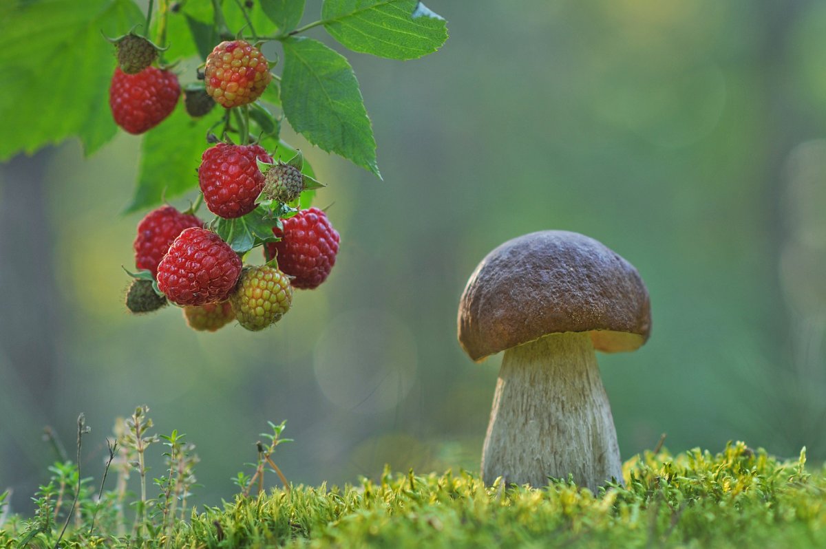 Лес грибы ягоды