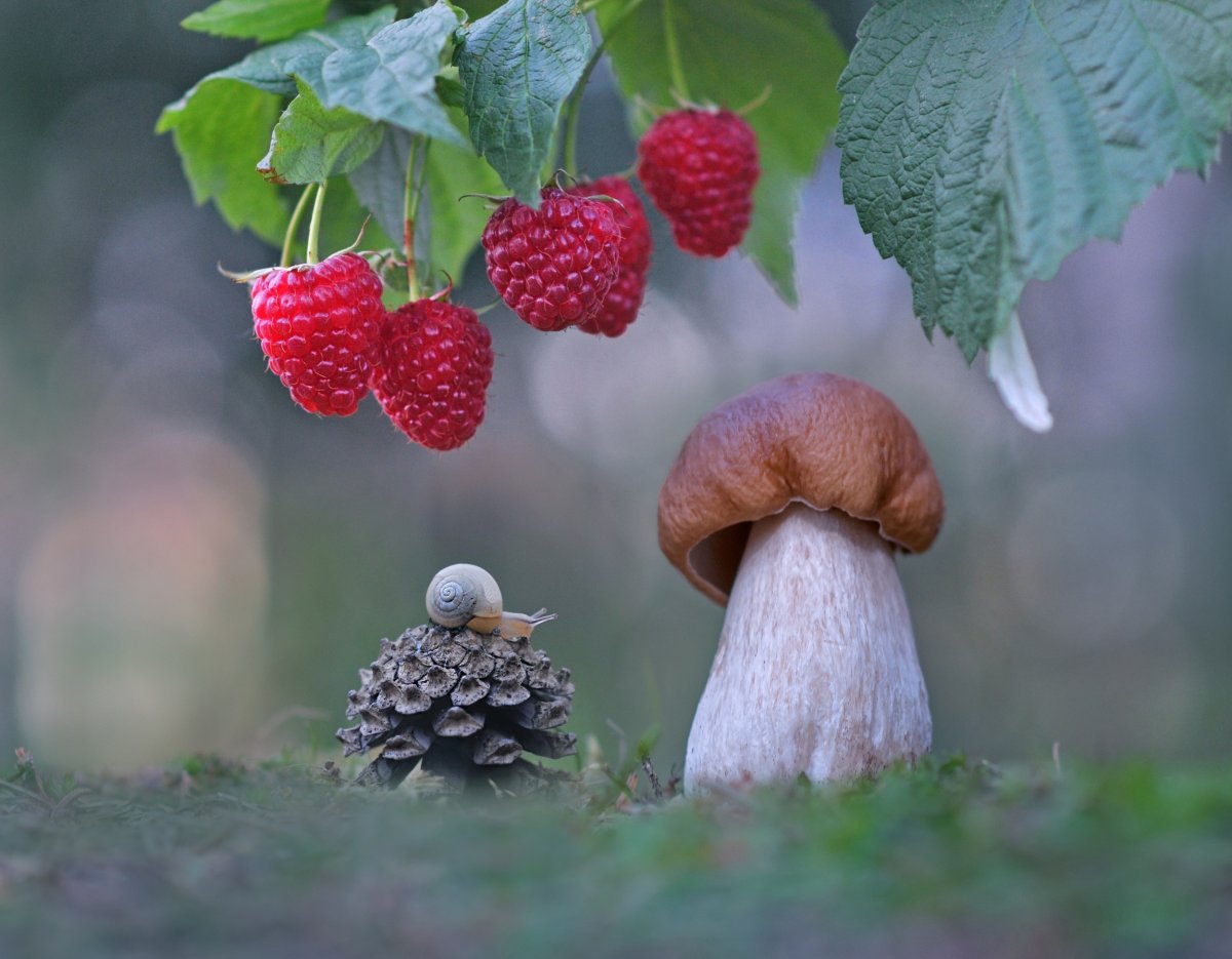 Грибы малина