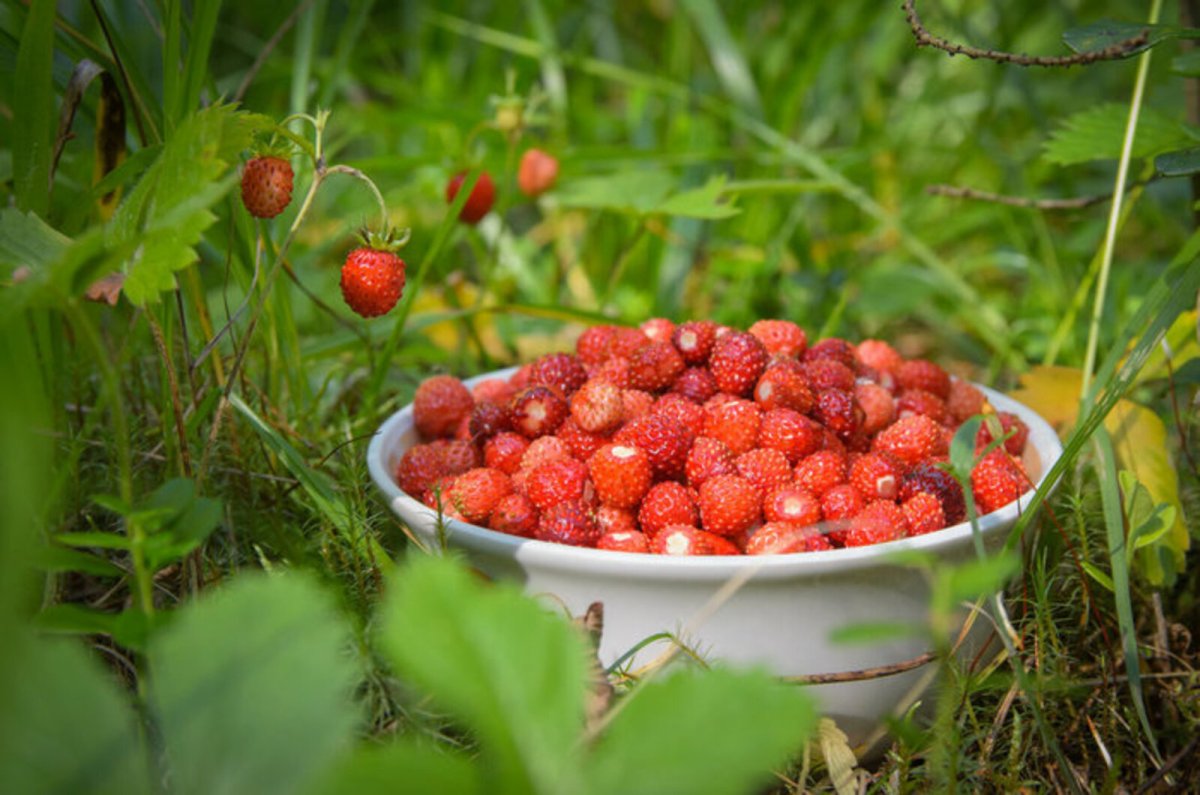 Земляника в лесу