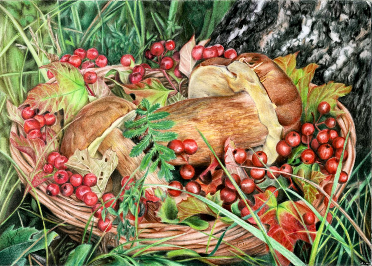 Дары леса картина