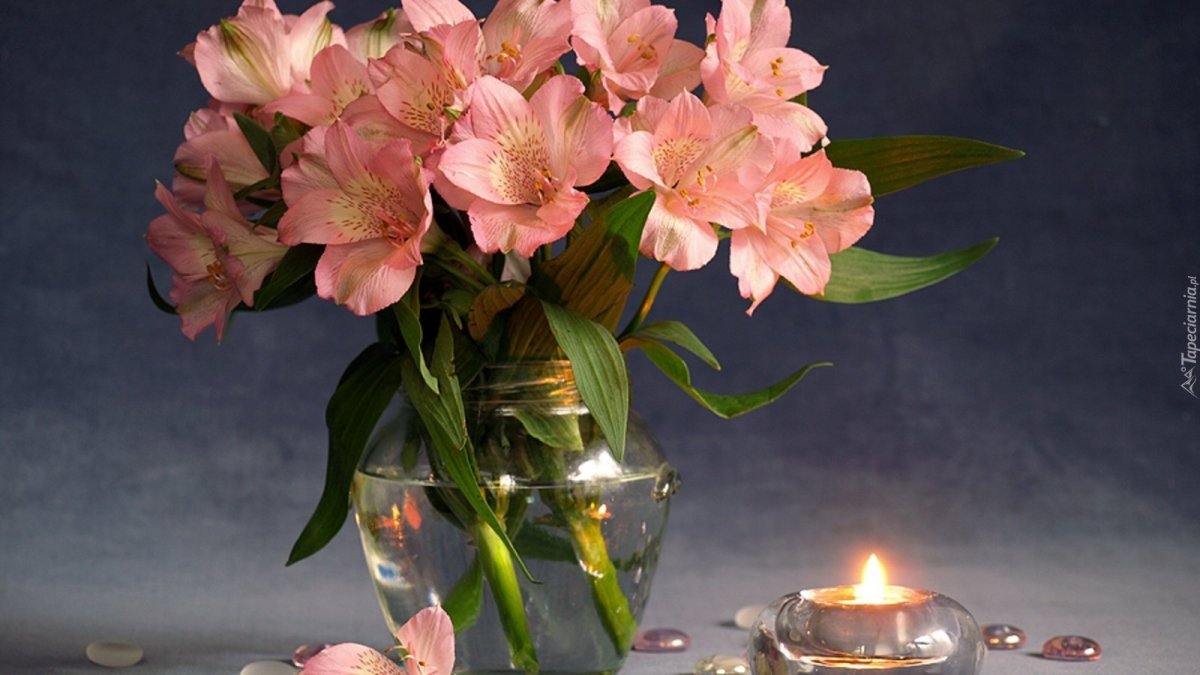 Ночная Лилия цветок