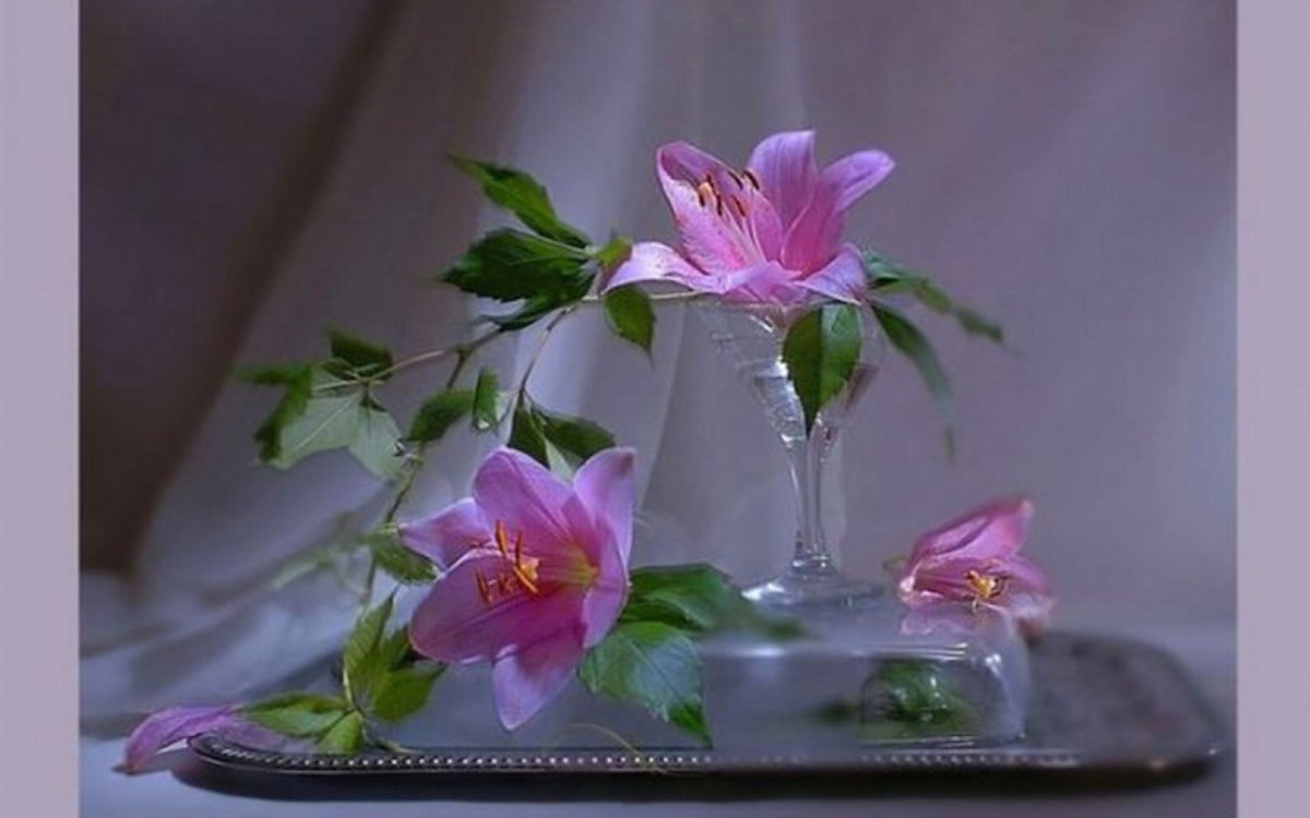 Лилия Хризантема