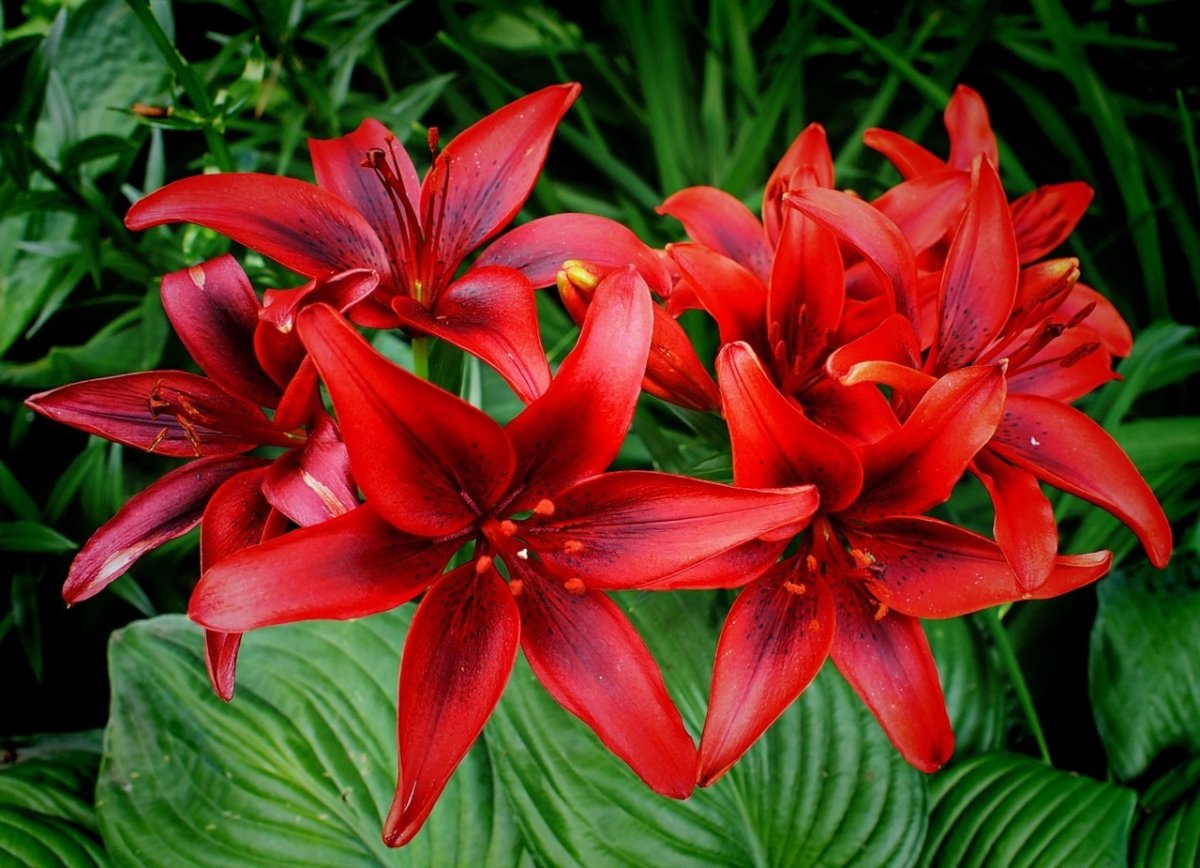 Добрый вечер с лилиями