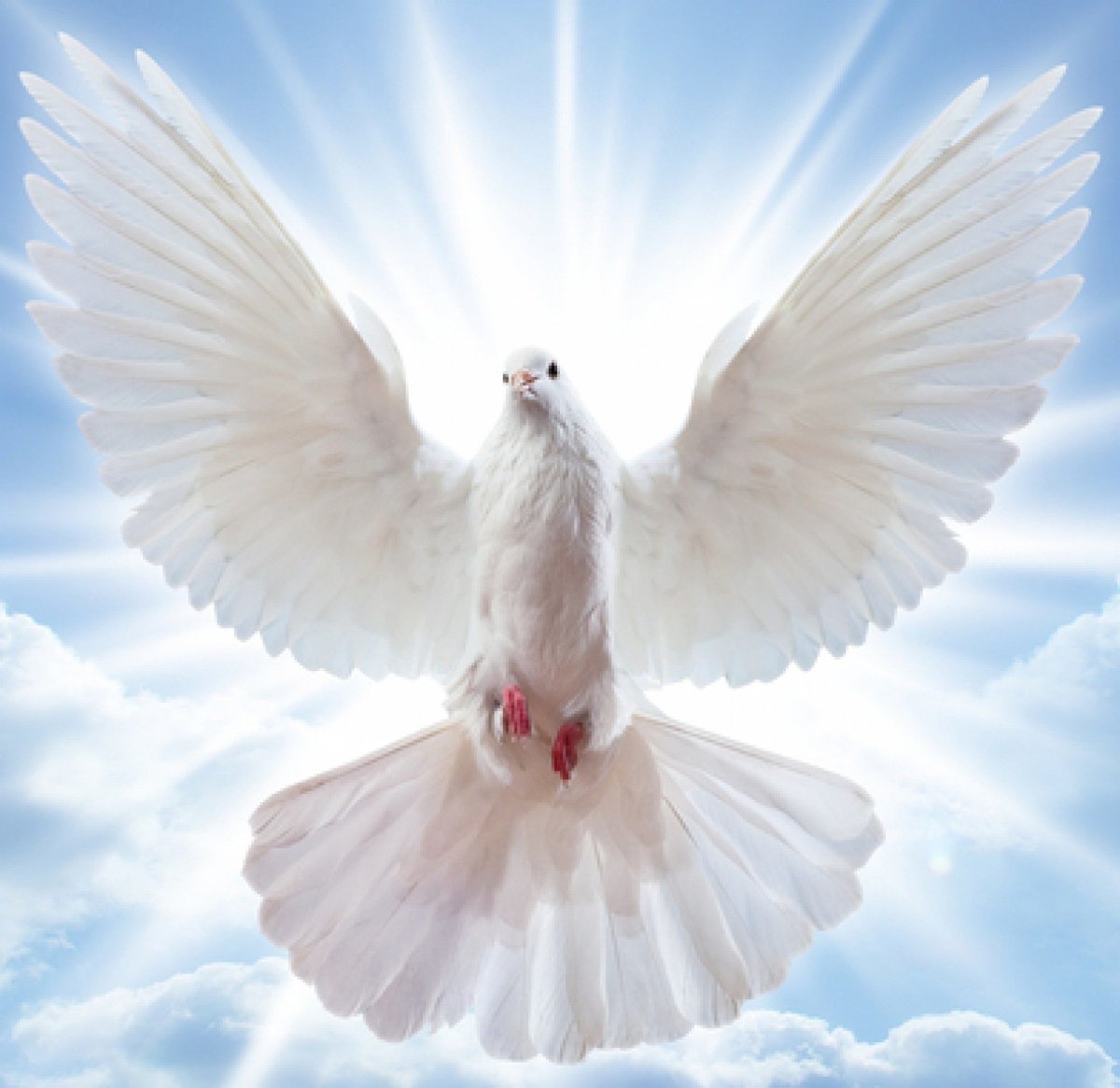 Дух Святой Небесный голубь