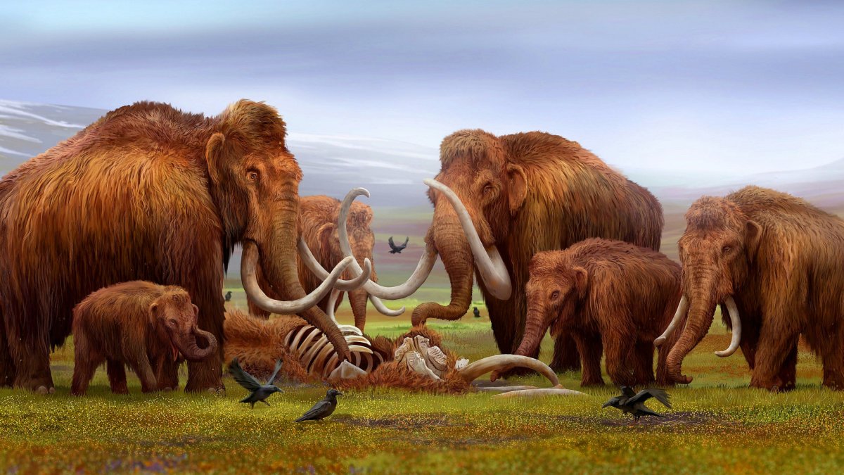 Мамонты и слоны