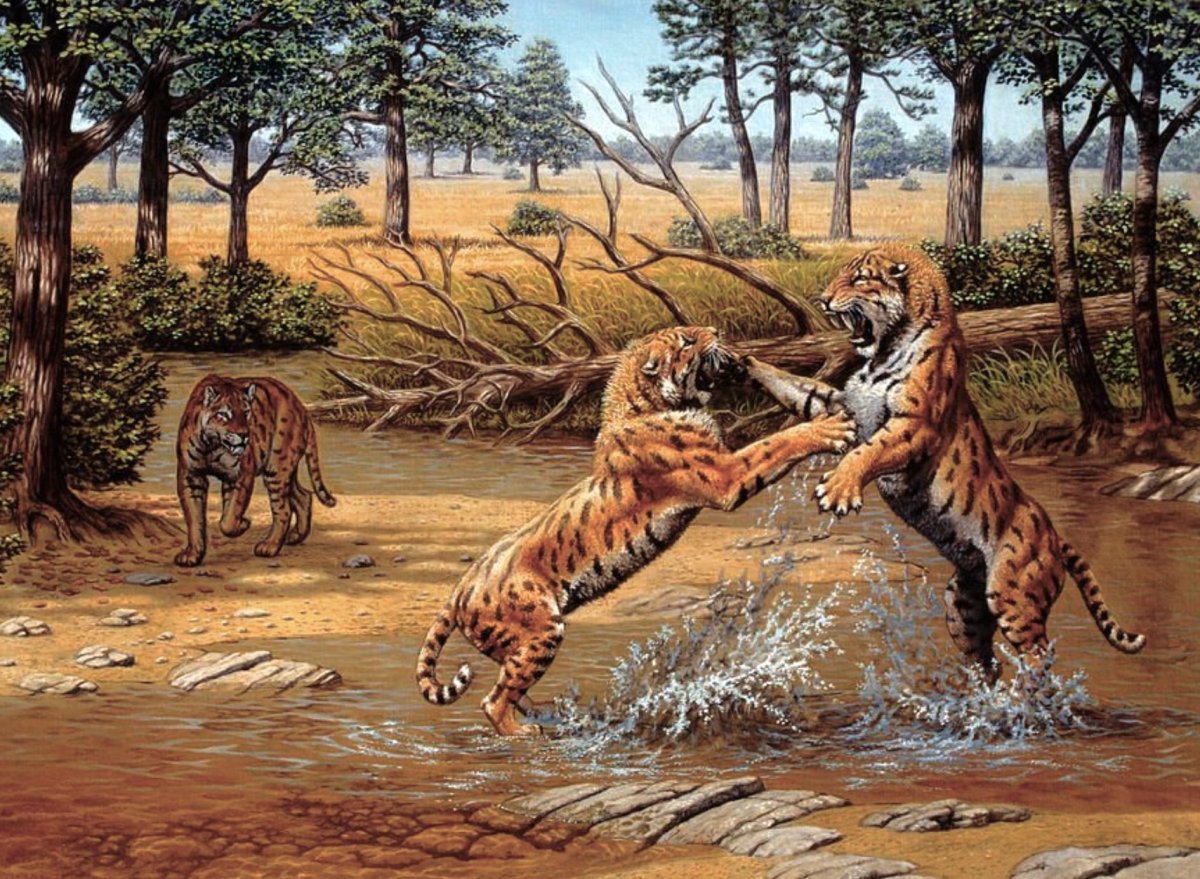 Махайрод Гигантеус