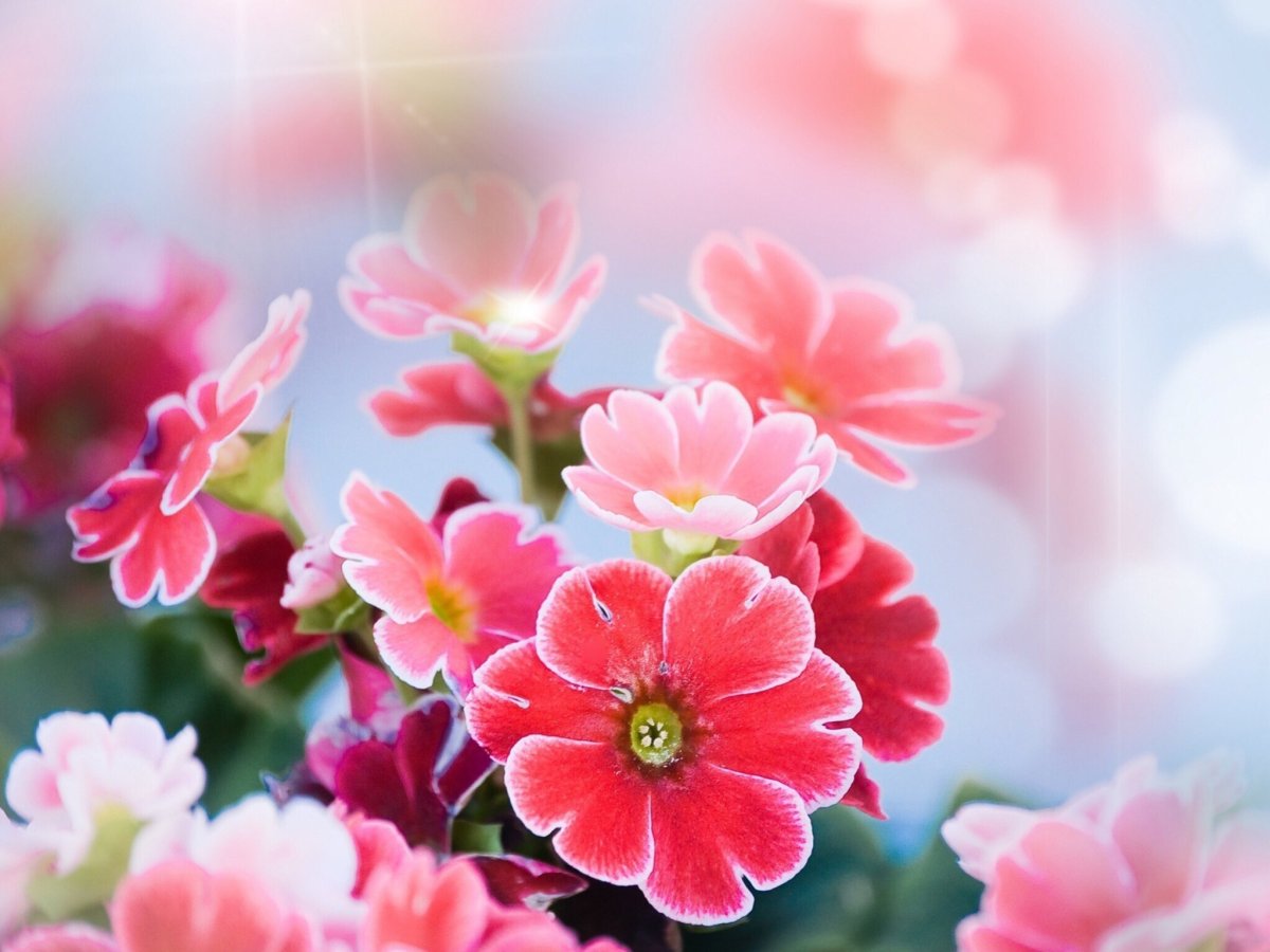 Именины Анастасии