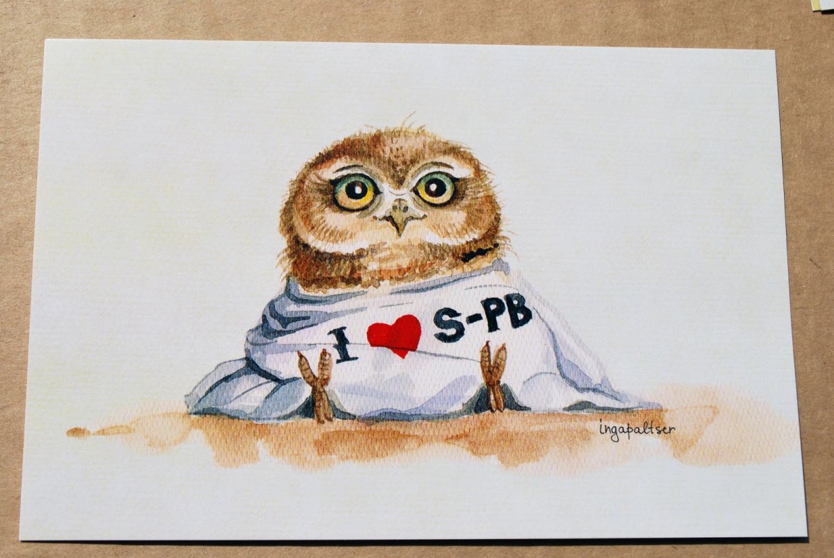 Сова медитирует