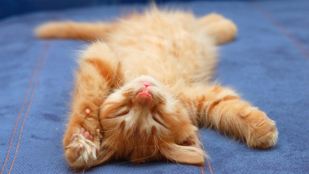 Кот лежит на спине