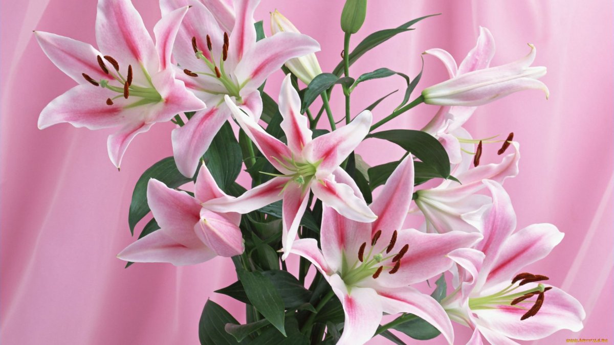 Лилии для мамы