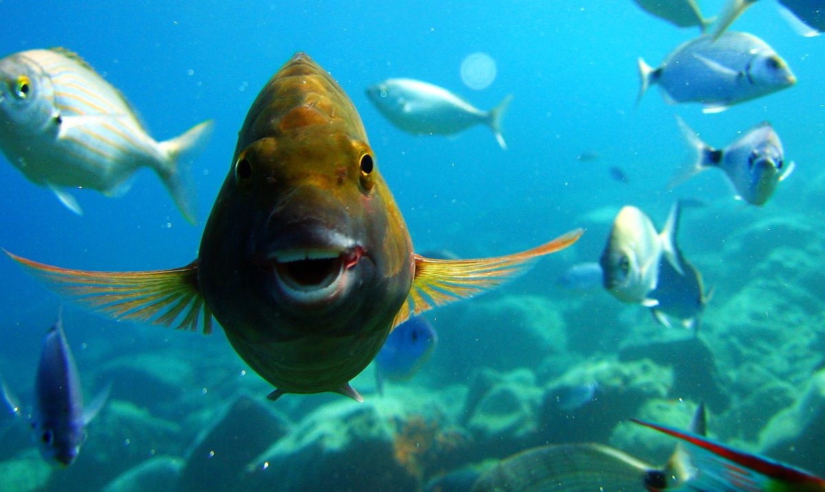 Смешные рыбки