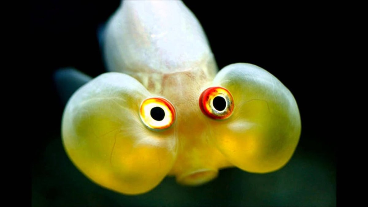 Золотая рыбка пучеглазая