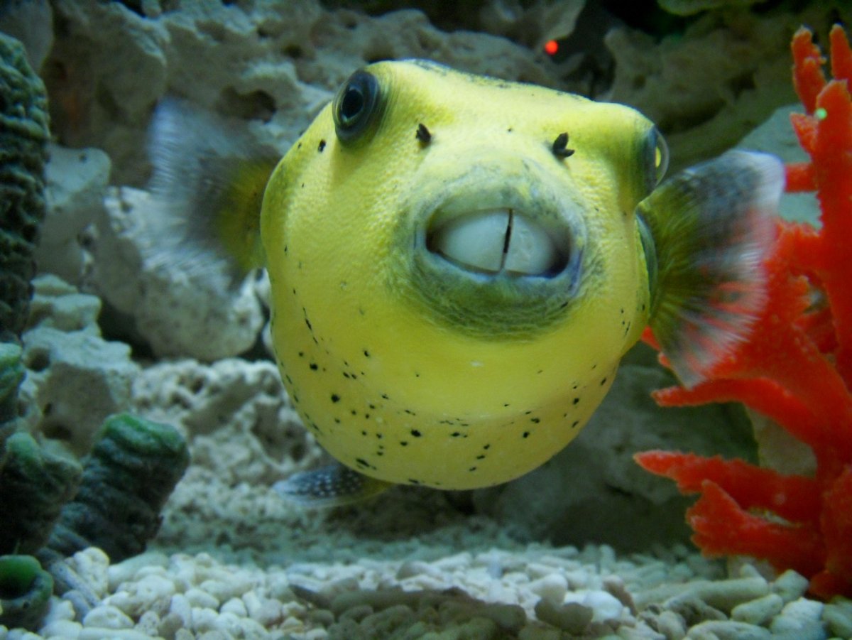 Рыба фугу бурый Скалозуб