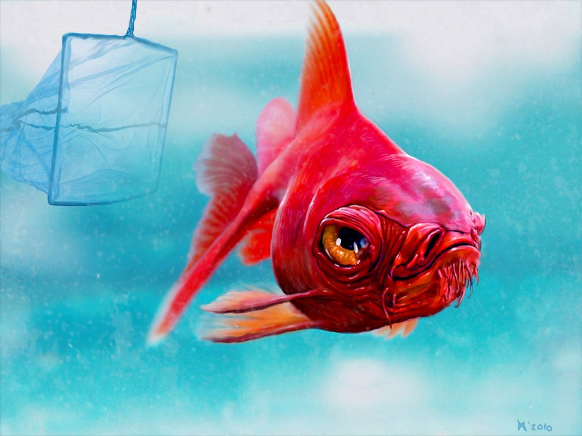 Романтичные рыбы