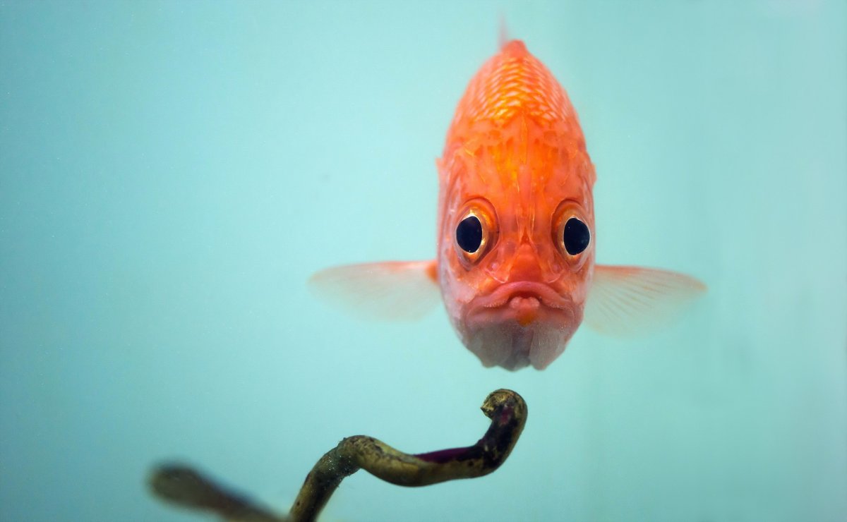Смешные рыбки