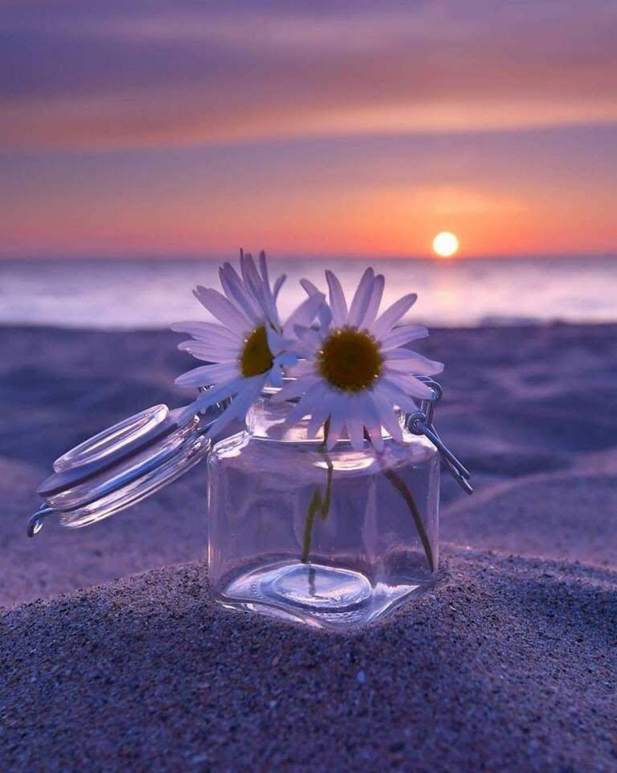 Добрый вечер ромашки