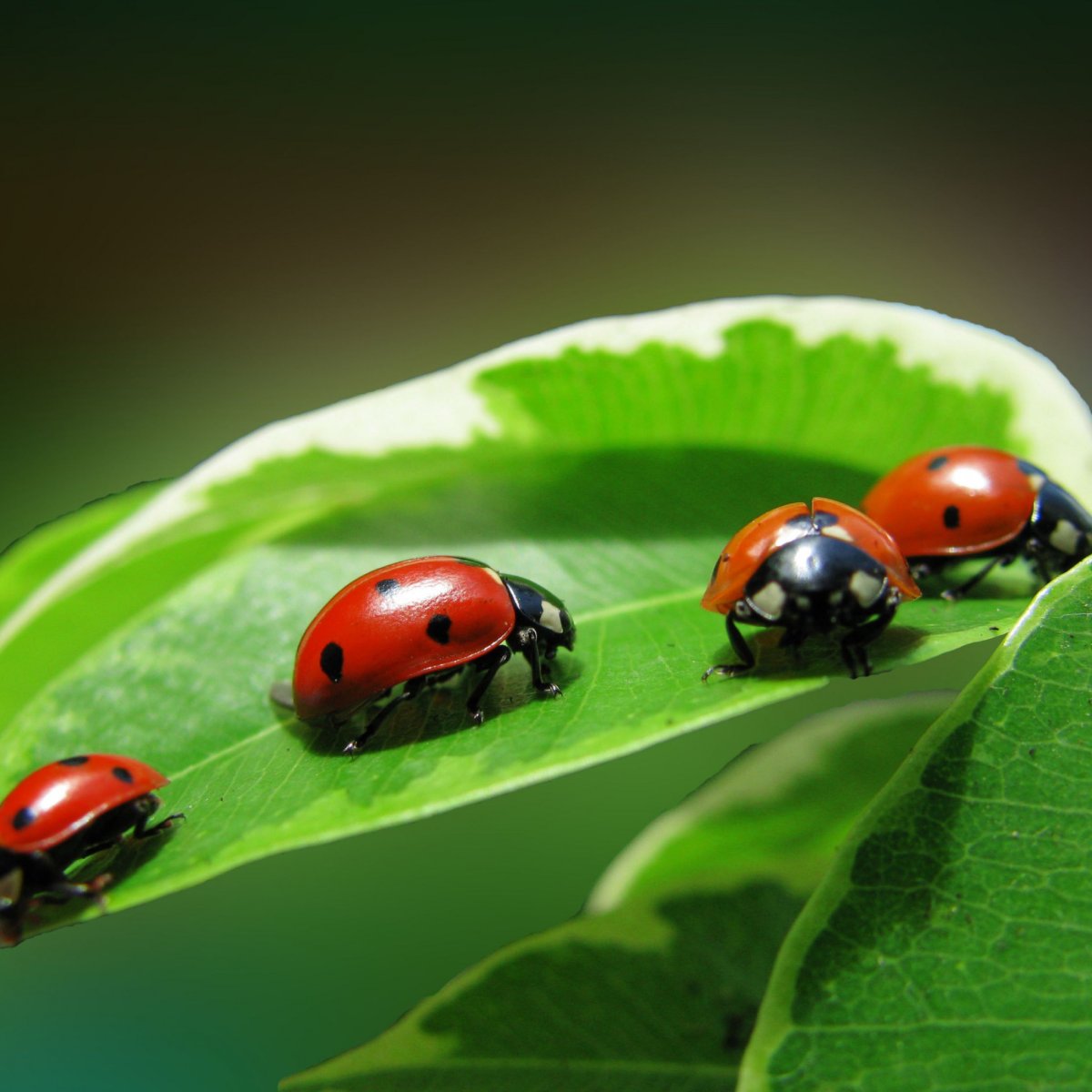 Семиточечная Божья коровка