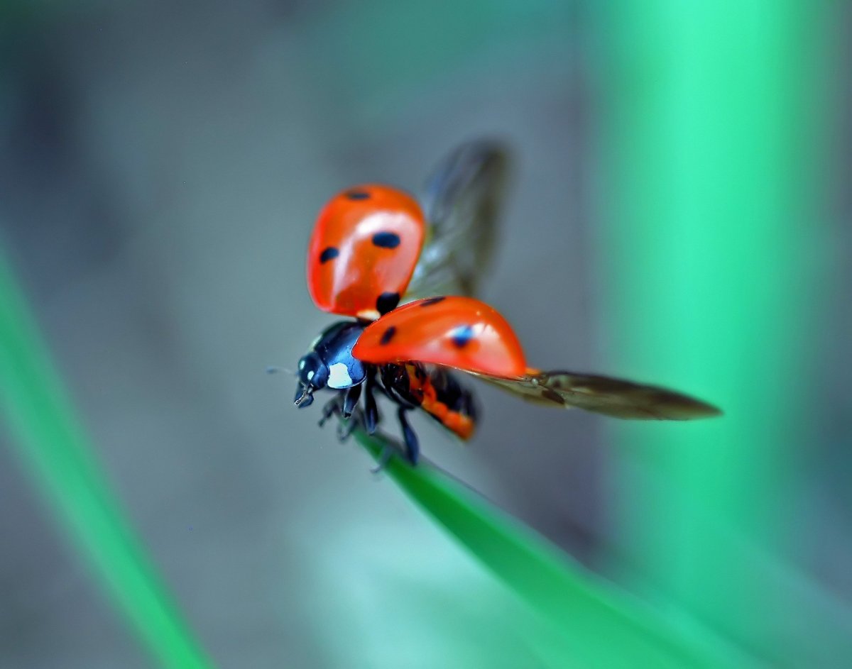 Божья коровка летает
