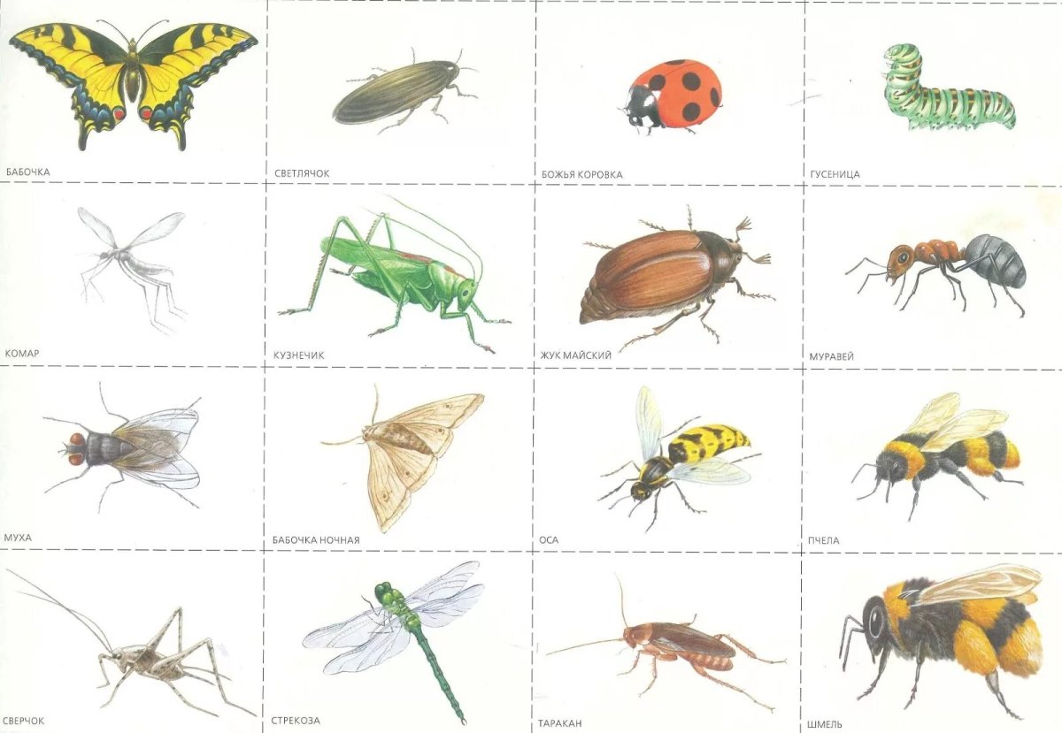 Карточки для детей. Насекомые