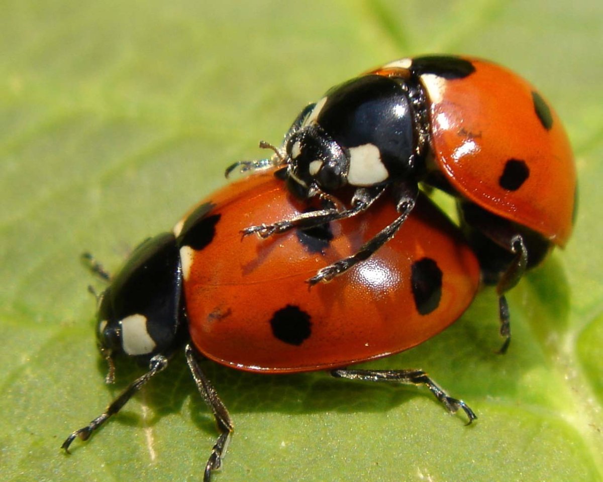 Муравей Рэсберри