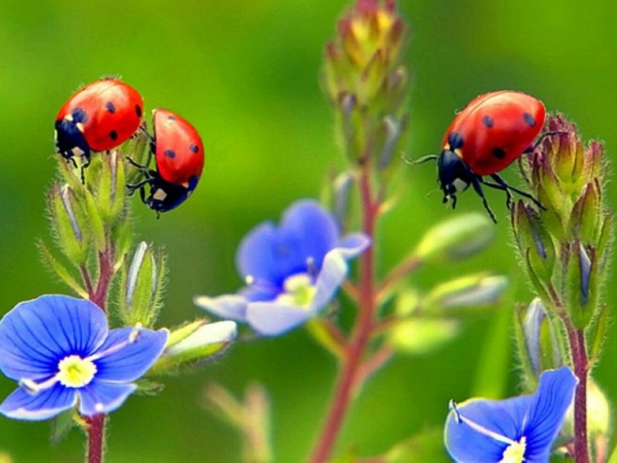 Насекомые с названиями для детей