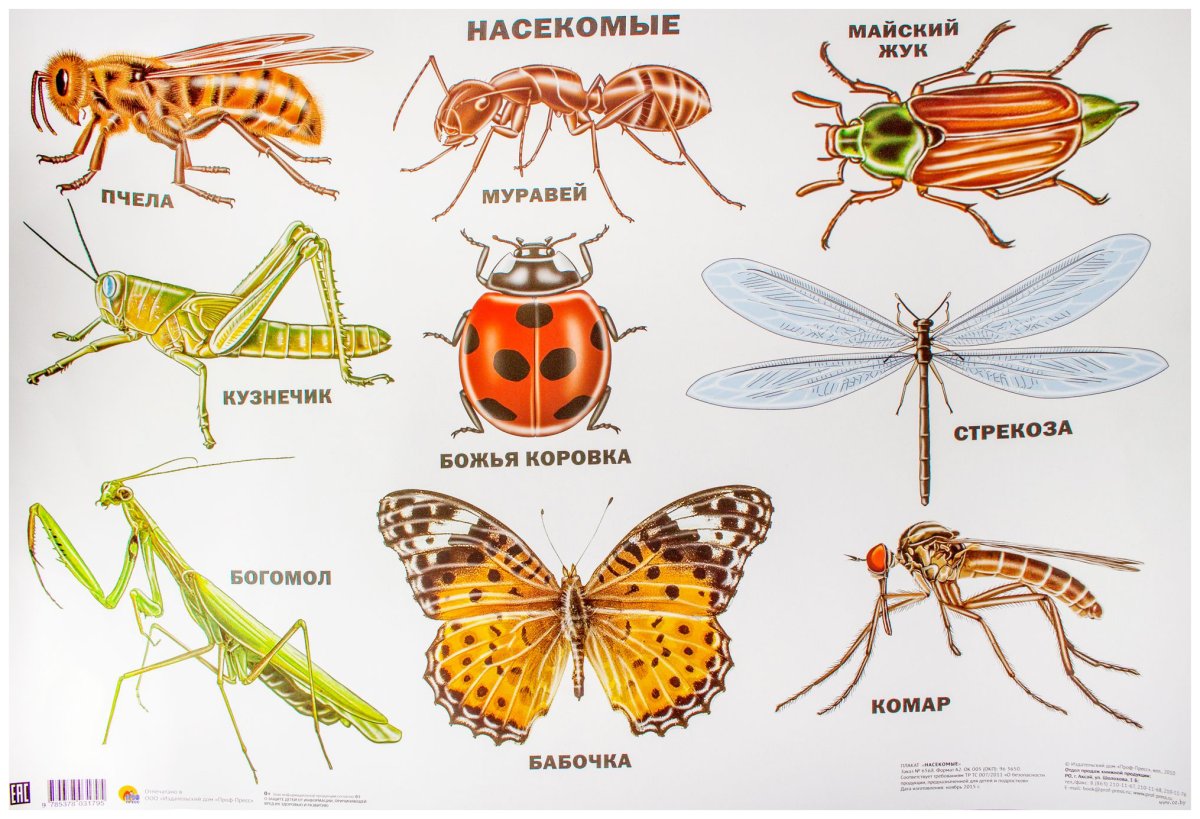 Тематическое пособие насекомые