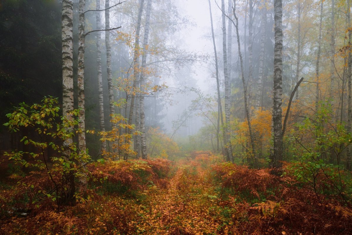 Осень в лесу