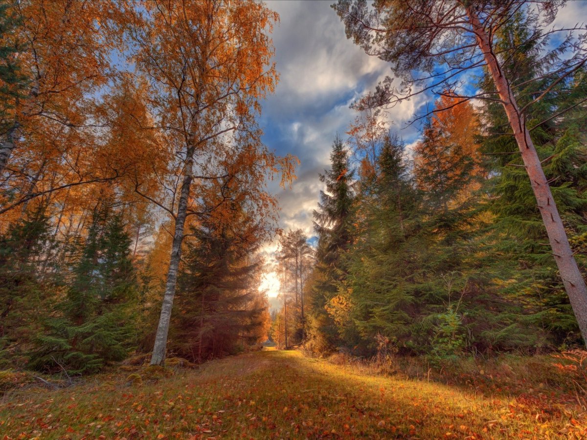 Красивая осень