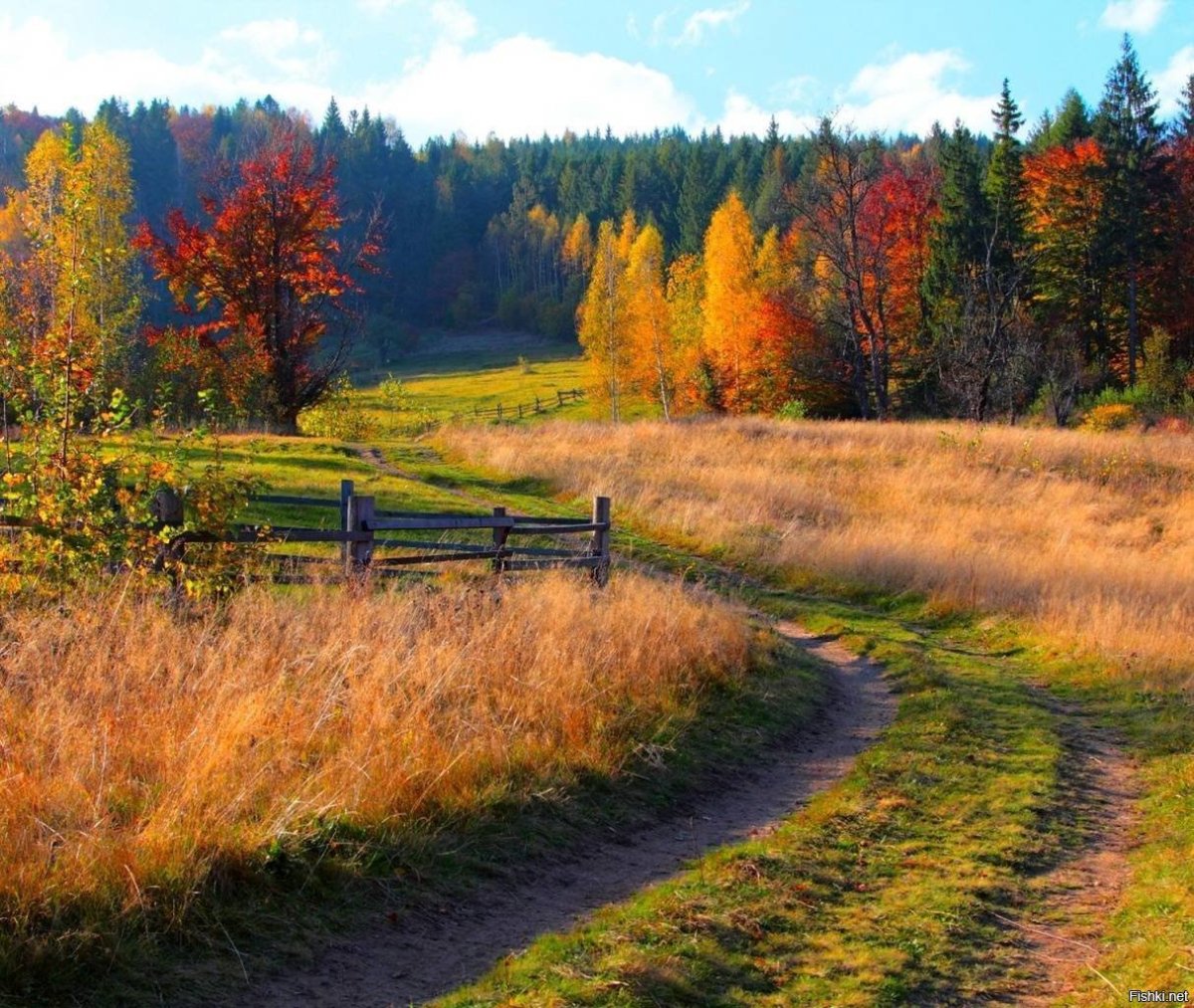 Осенний лес