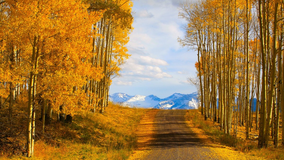 Осенний Лесной пейзаж