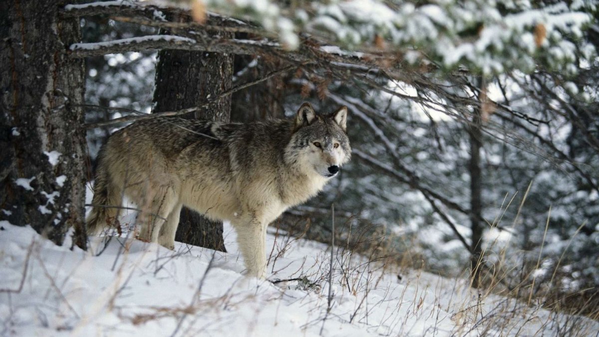 Волк зимой в лесу