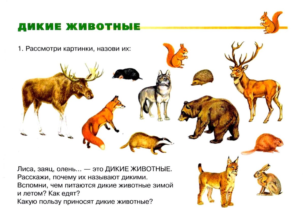 Дикие и домашние животные задания для дошкольников