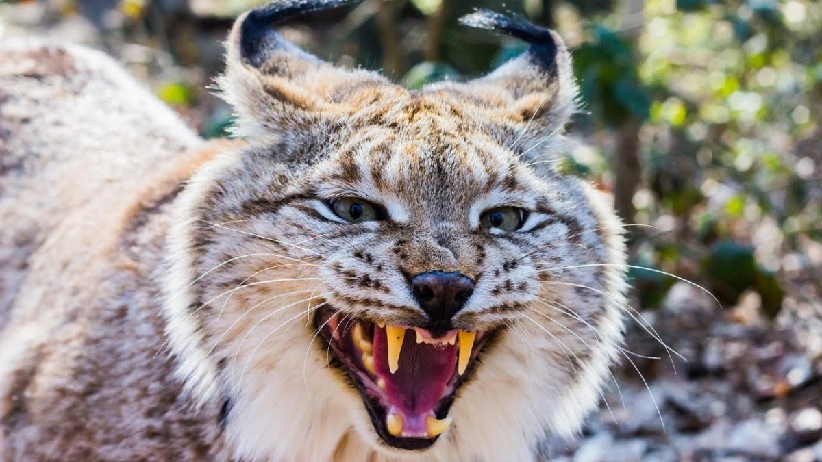 Красивые животные