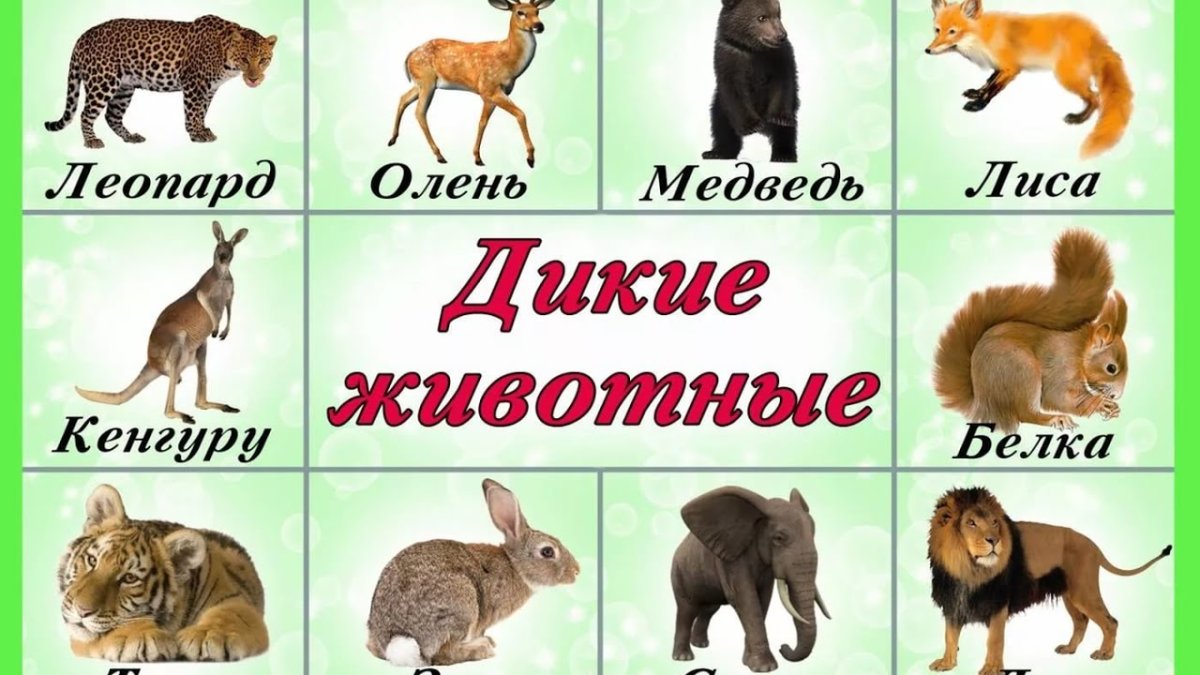 Карточки "Дикие животные"