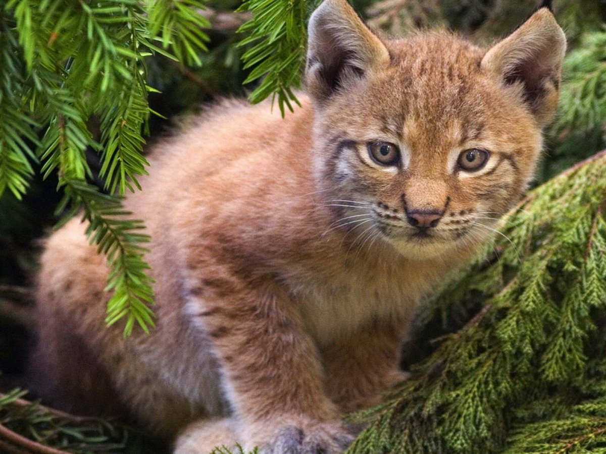 Лесные звери