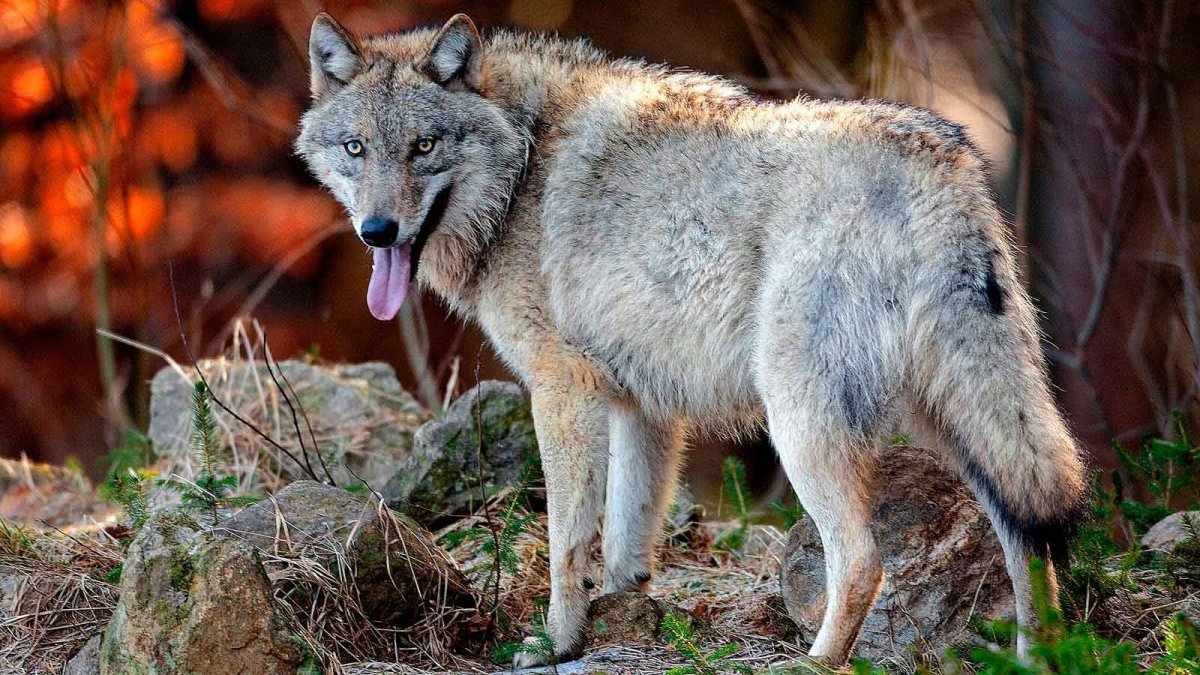 Canis Lupus Campestris