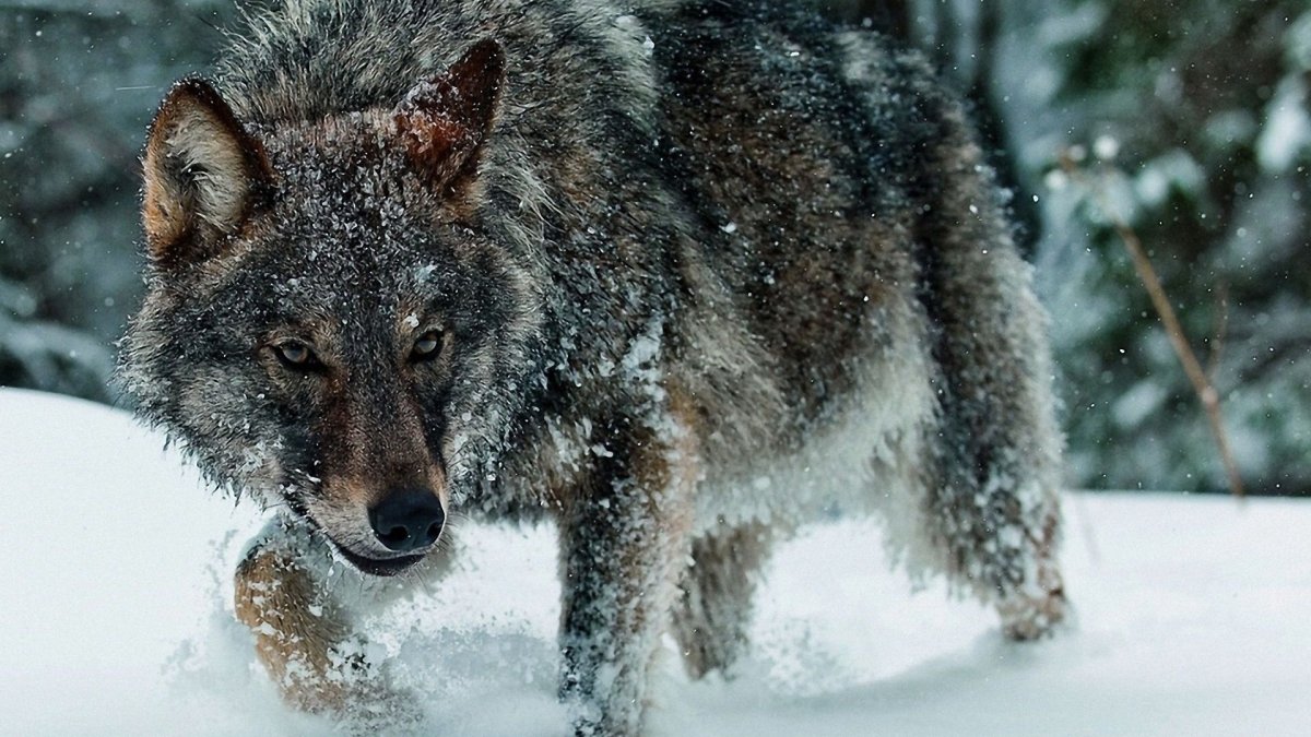 Волк зимой