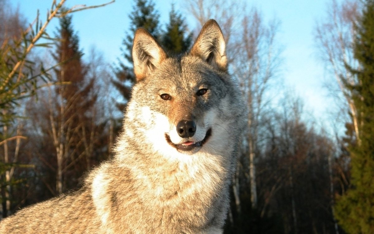 Грозный медведь Гризли