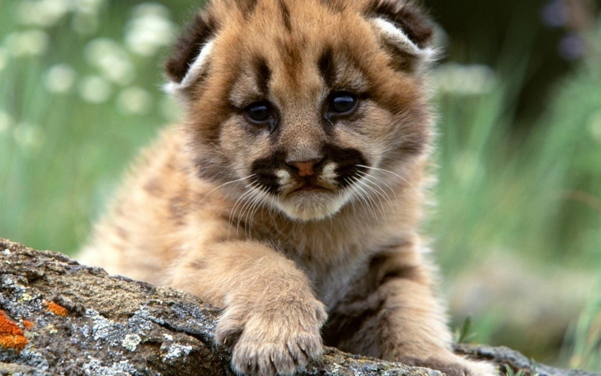 Очень опасные животные