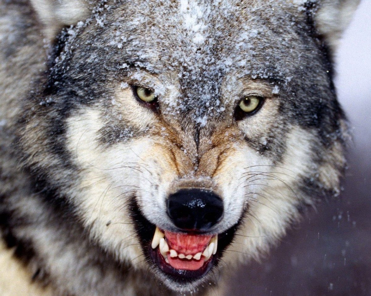 Коллин Богл