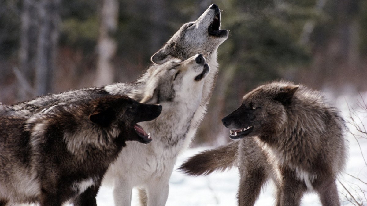 Смешанные и широколиственные леса России Флора и фауна