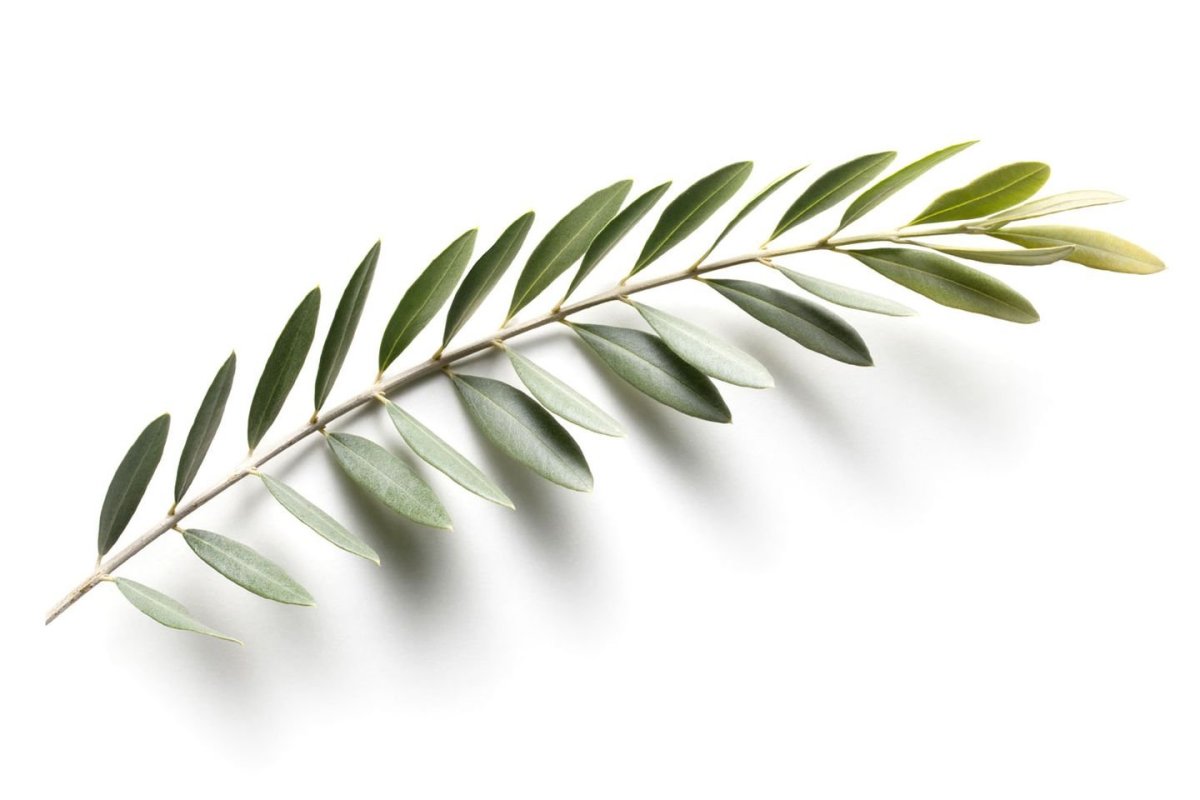 Оливковые листочки