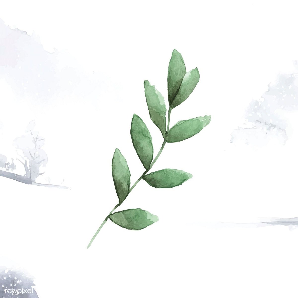 Листья эвкалипта акварель