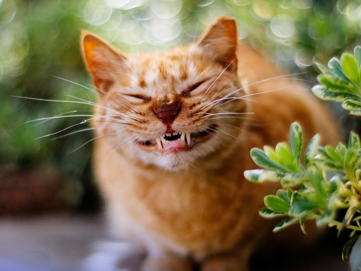 Кошка подмигивает