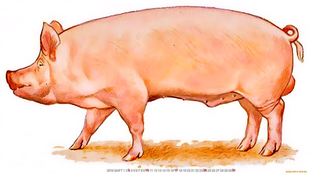 Свинья для детей