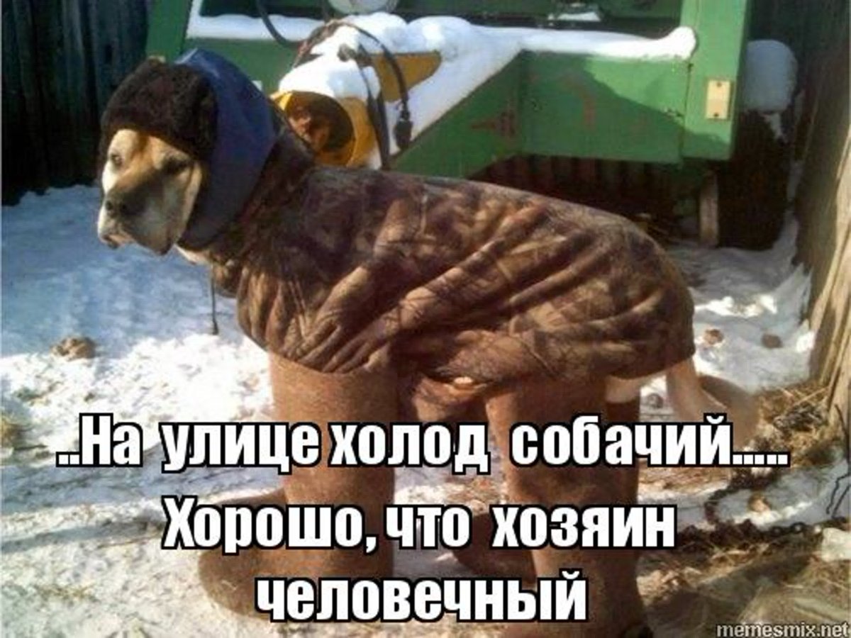 Убежала старенькая собака чихуахуа 2022