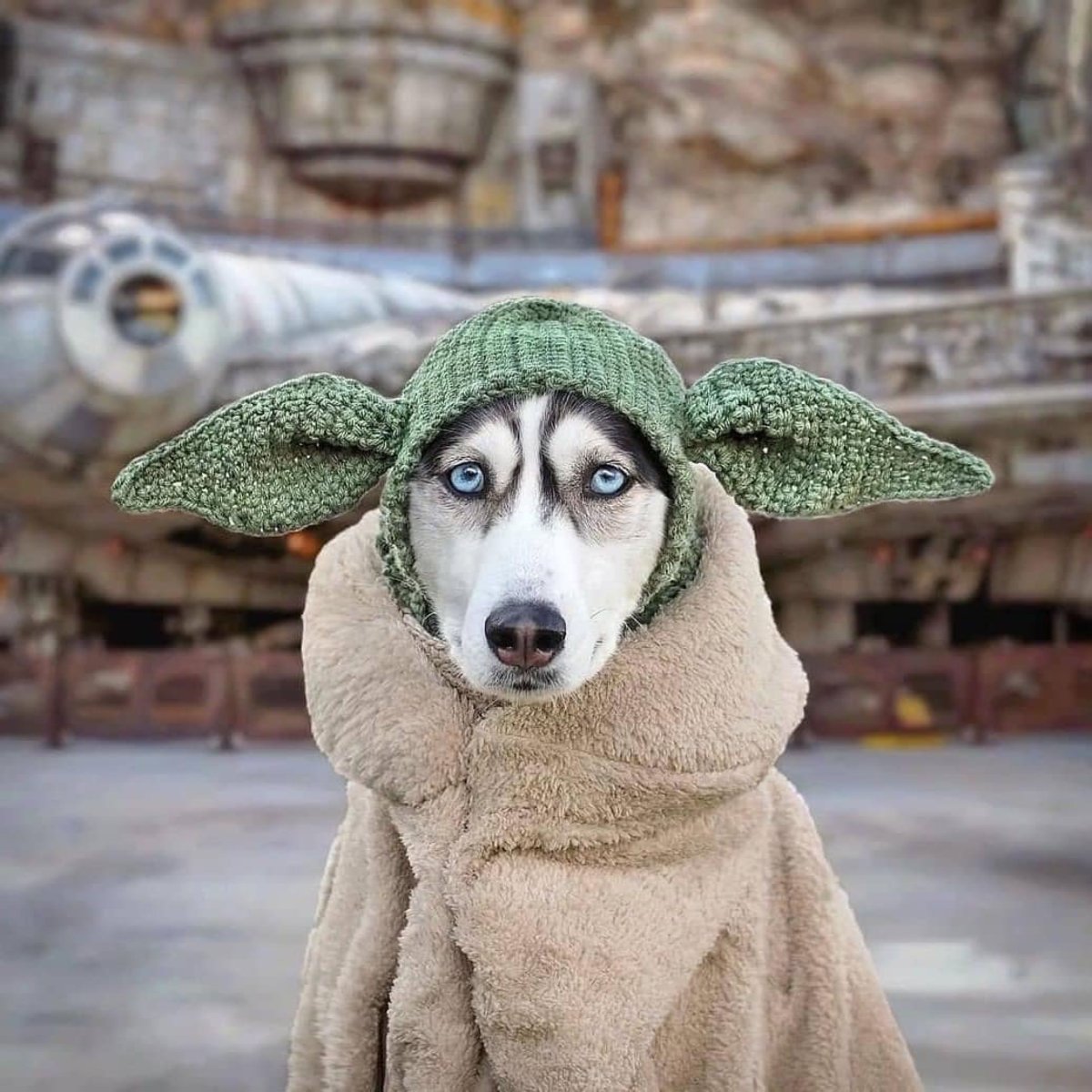 Холод собачий