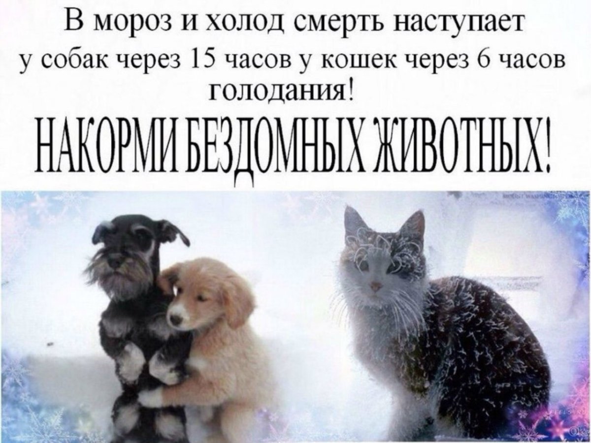 День кутания в пледы 26 октября