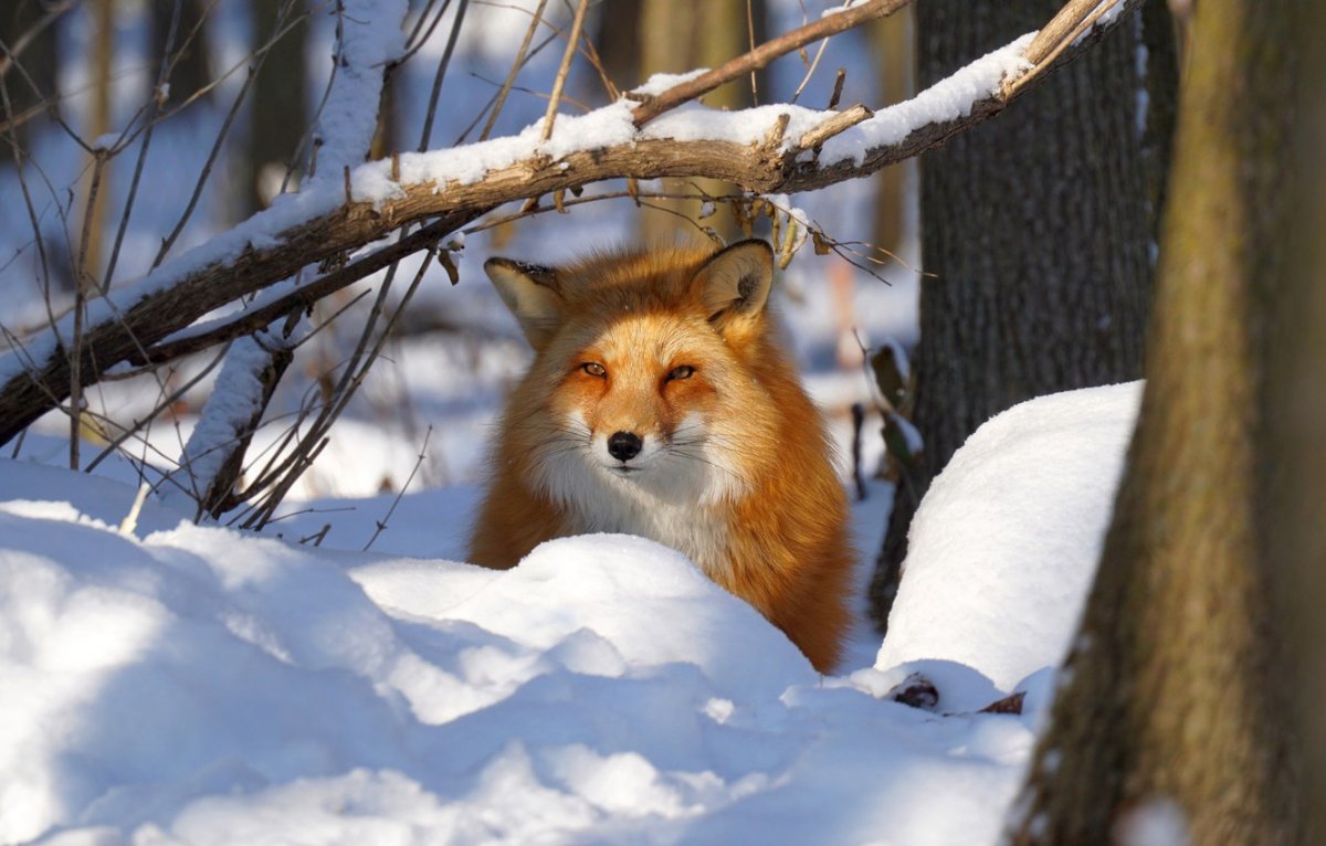 Лиса спит зимой