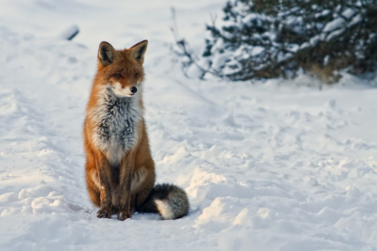 Лиса зимой в лесу